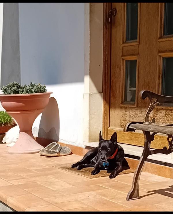 🐾 Bart cerca la sua seconda possibilità! 🐾 Foto 6